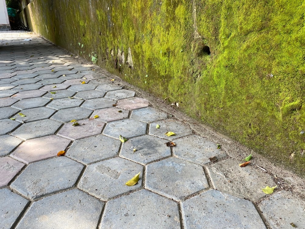 pressure washing in metairie - 7 Common Driveway Contaminants and How to Get Rid of Them