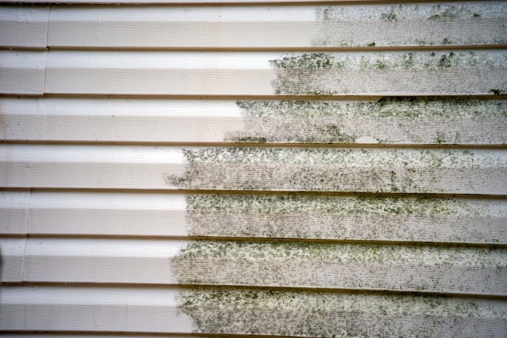 How Mold and Mildew Thrive in Humid Louisiana Weather - pressure wash services new orleans - pressure wash dat