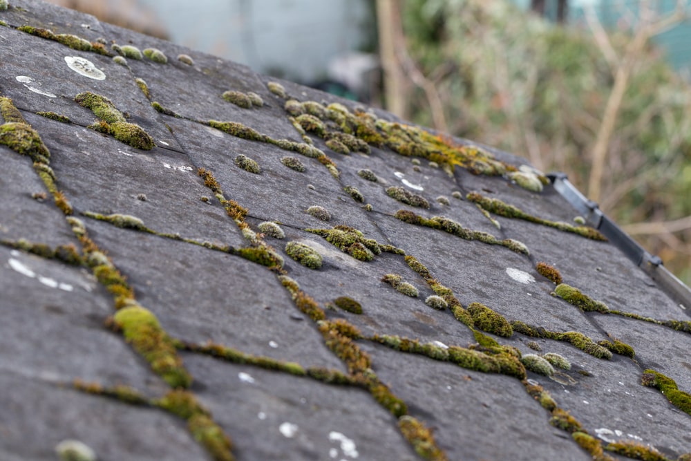 How-Soft-Washing-Protects-Your-Roof-from-Algae-Moss-in-New-Orleans-pressure-wash-dat-pressure-washing-new-orleans